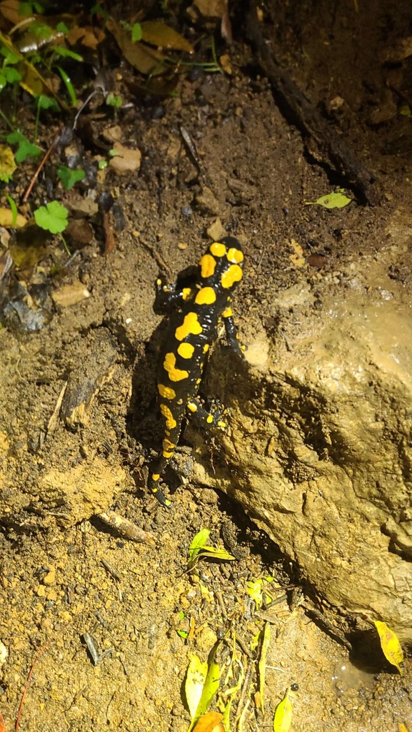 Salamandra infraimmaculata  photographed by טארק שנאן 