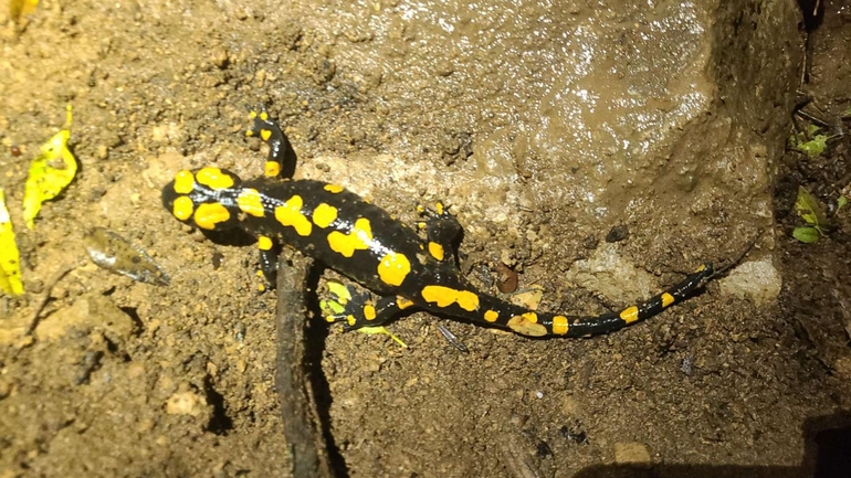 Salamandra infraimmaculata  photographed by טארק שנאן 