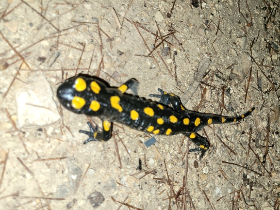 Salamandra infraimmaculata  photographed by דניאל חכם 