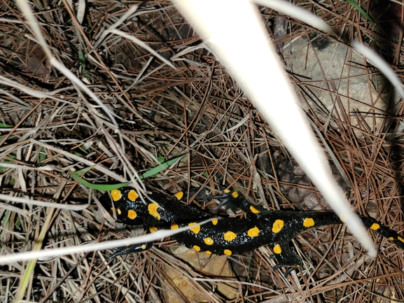 Salamandra infraimmaculata  photographed by דניאל חכם 