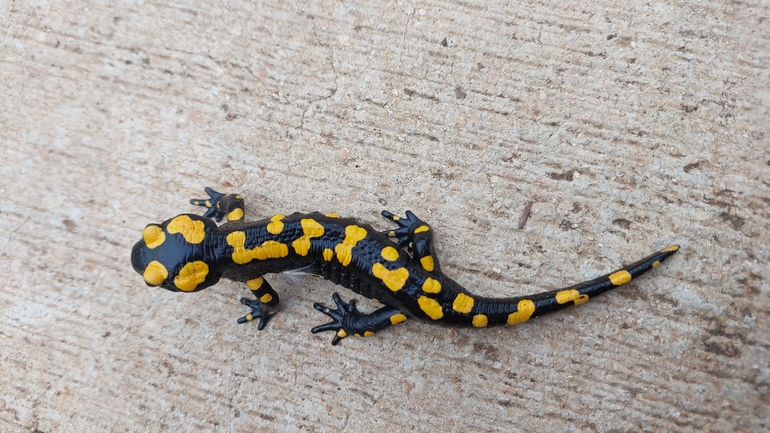 Salamandra infraimmaculata  photographed by מאיד אבו עואד 