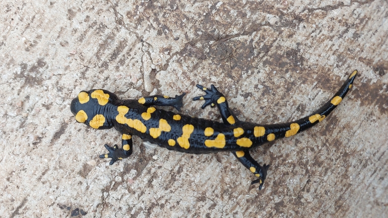 Salamandra infraimmaculata  photographed by מאיד אבו עואד 