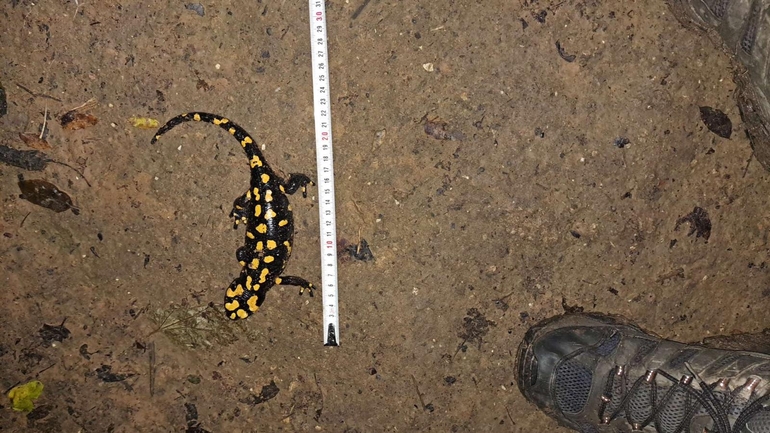 Salamandra infraimmaculata  photographed by מוחמד נסאר 