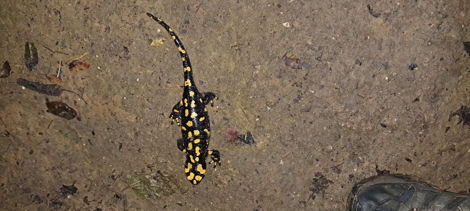 Salamandra infraimmaculata  photographed by מוחמד נסאר 