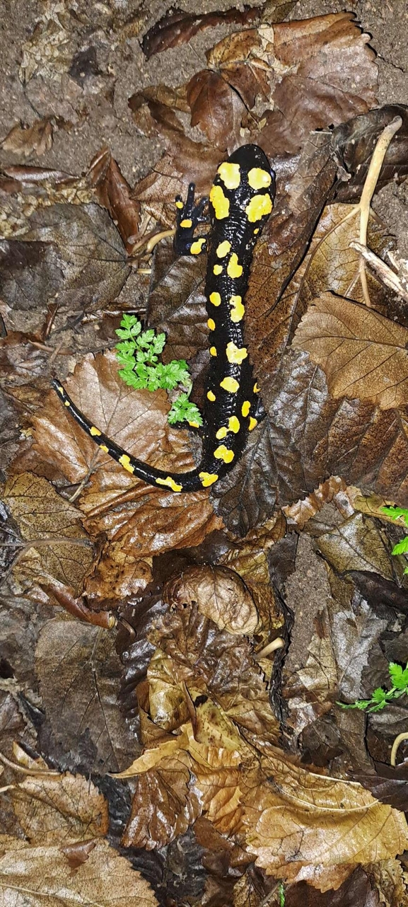 Salamandra infraimmaculata  photographed by מוחמד נסאר 