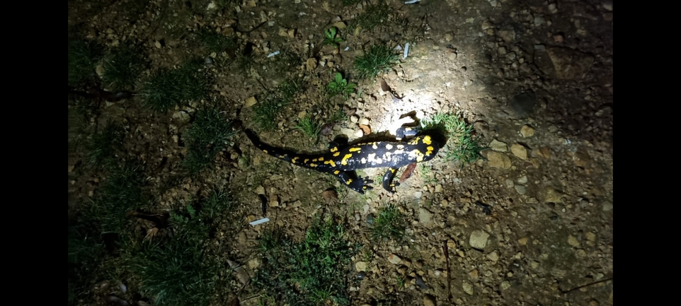 Salamandra infraimmaculata  photographed by נעם רווח 