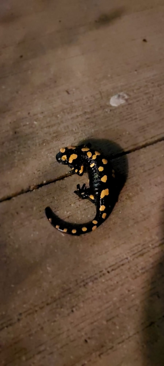 Salamandra infraimmaculata  photographed by ניהול ציד (אפליקציה) 