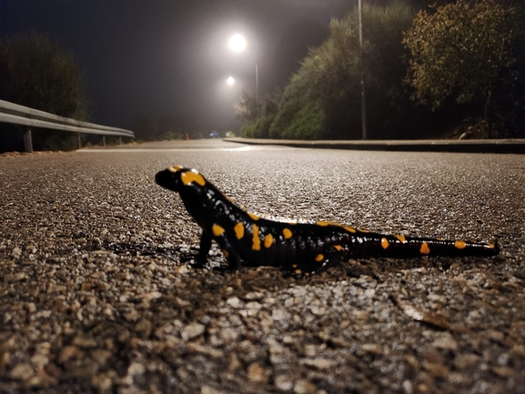 Salamandra infraimmaculata  photographed by ניהול ציד (אפליקציה) 