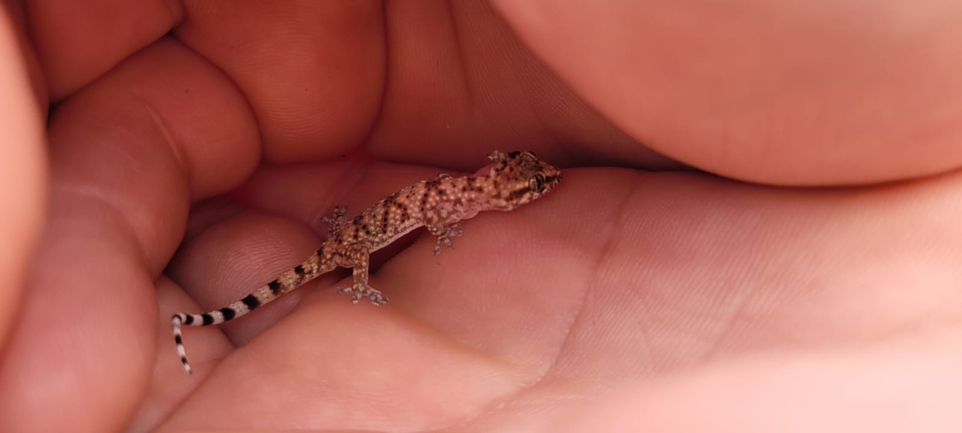 Hemidactylus turcicus turcicus  photographed by שי רוזנצוויג 