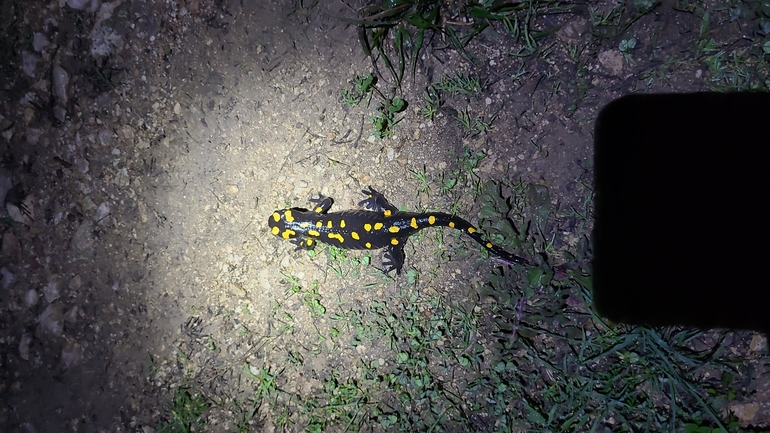 Salamandra infraimmaculata  photographed by דניאל חכם 