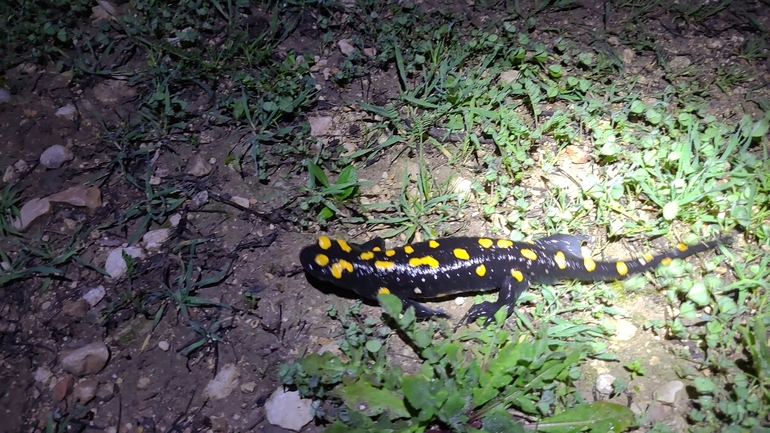 Salamandra infraimmaculata  photographed by דניאל חכם 