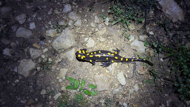 Salamandra infraimmaculata  photographed by דניאל חכם 