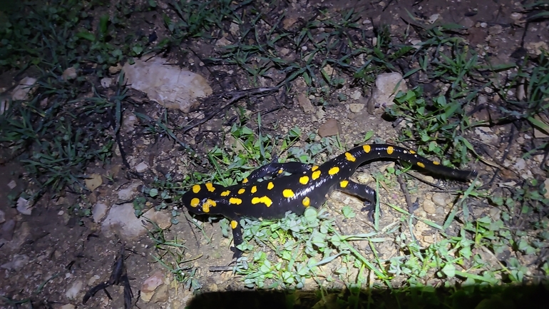 Salamandra infraimmaculata  photographed by דניאל חכם 