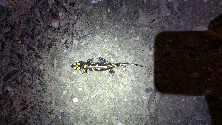 Salamandra infraimmaculata  photographed by דניאל חכם 