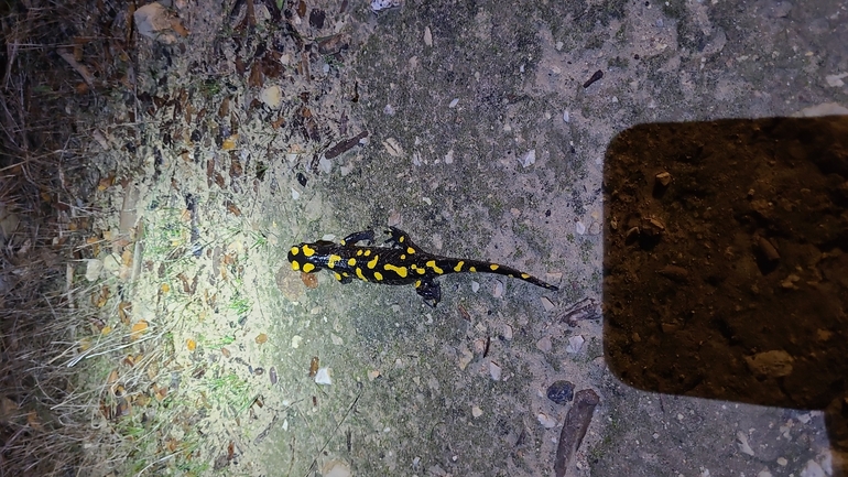 Salamandra infraimmaculata  photographed by דניאל חכם 