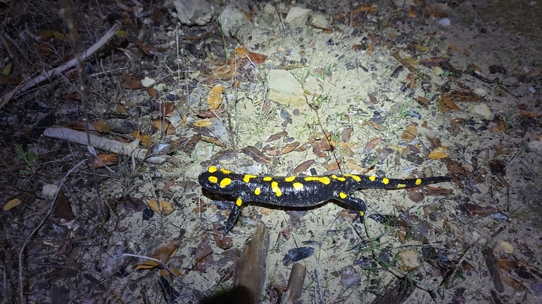 Salamandra infraimmaculata  photographed by דניאל חכם 