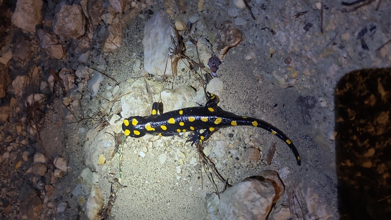 Salamandra infraimmaculata  photographed by דניאל חכם 