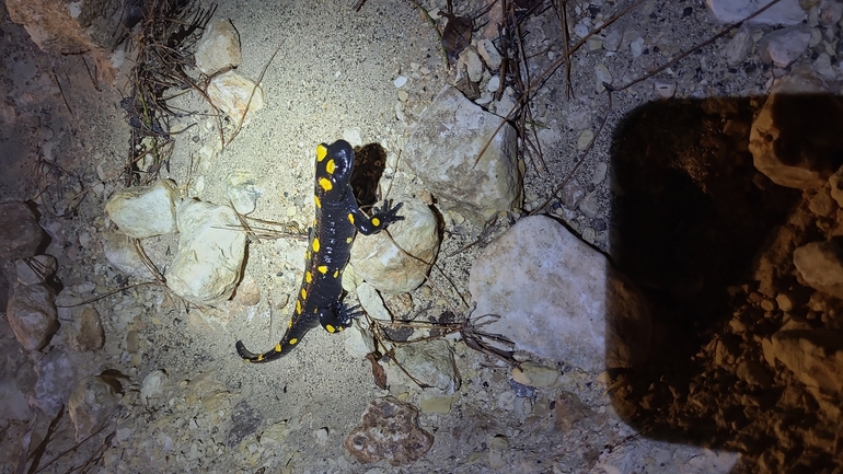 Salamandra infraimmaculata  photographed by דניאל חכם 