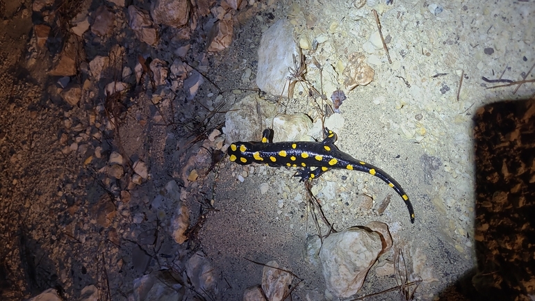 Salamandra infraimmaculata  photographed by דניאל חכם 