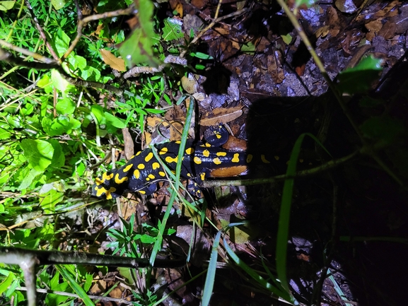 Salamandra infraimmaculata  photographed by דניאל חכם 