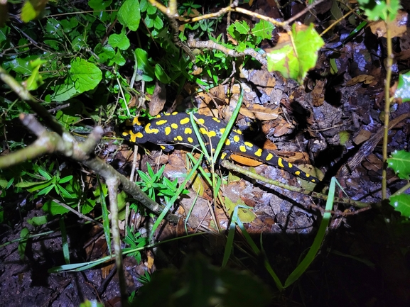 Salamandra infraimmaculata  photographed by דניאל חכם 