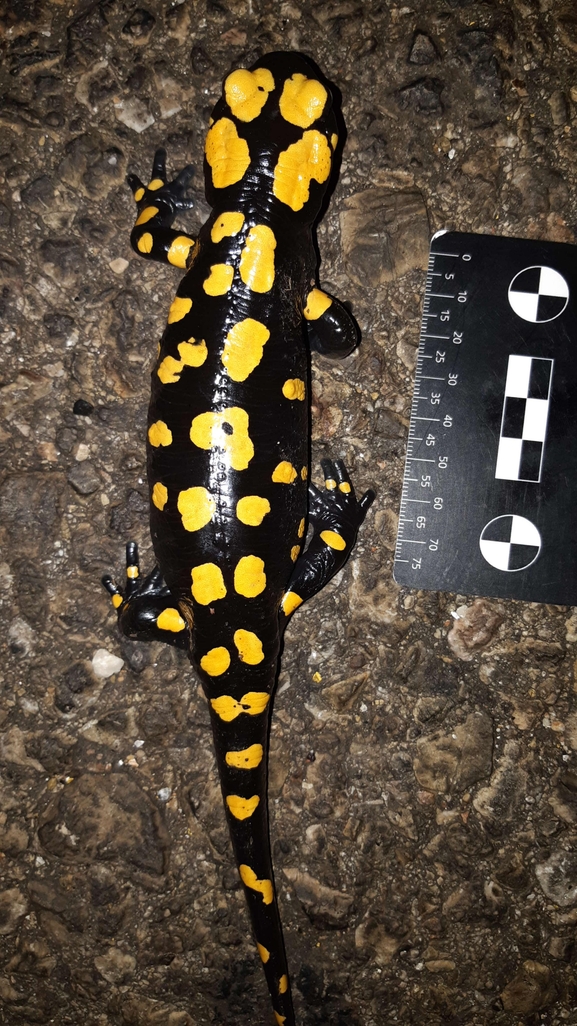 Salamandra infraimmaculata  photographed by רמדאן עיסא 