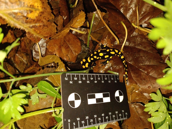 Salamandra infraimmaculata  photographed by רמדאן עיסא 