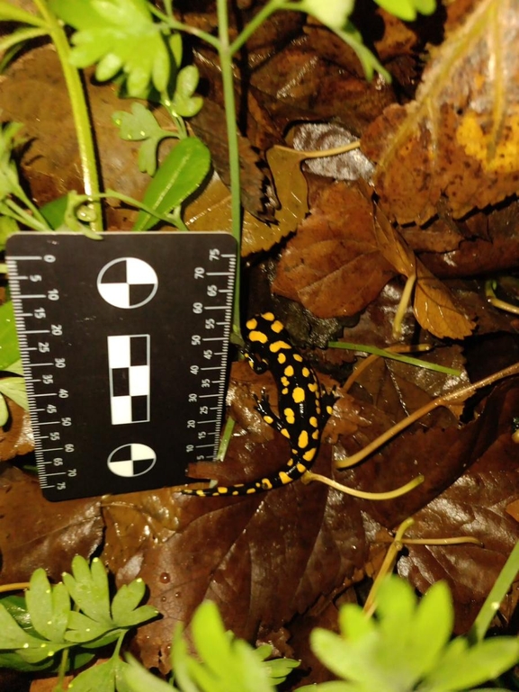 Salamandra infraimmaculata  photographed by רמדאן עיסא 