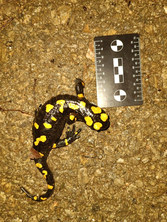 Salamandra infraimmaculata  photographed by רמדאן עיסא 