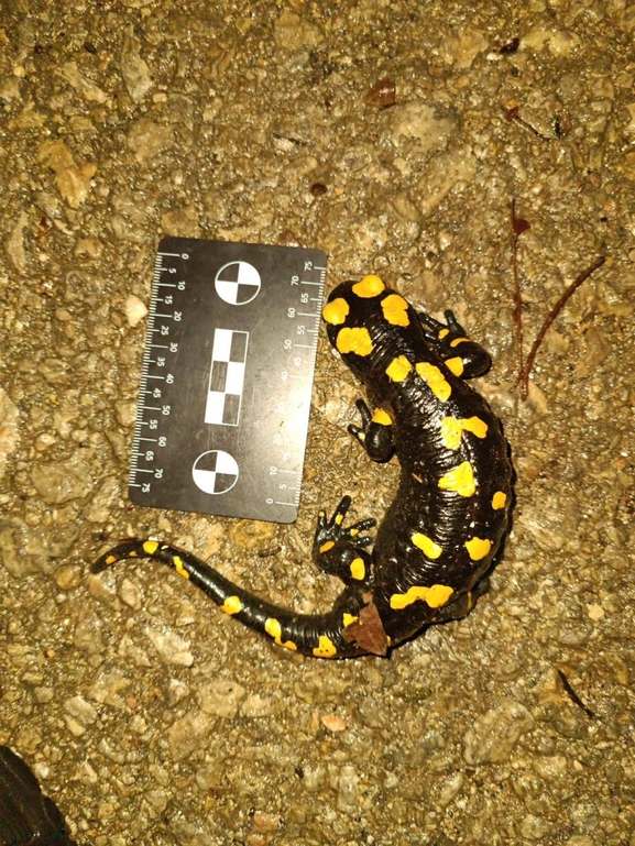 Salamandra infraimmaculata  photographed by רמדאן עיסא 