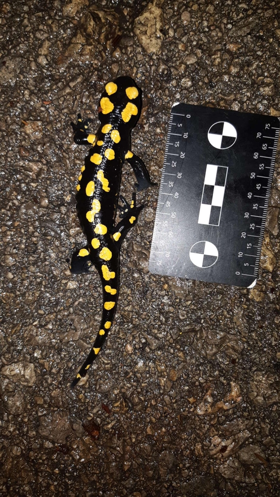 Salamandra infraimmaculata  photographed by רמדאן עיסא 