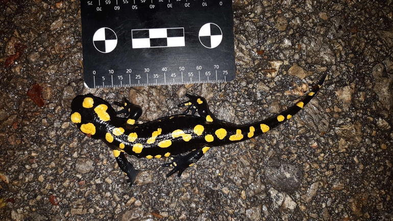 Salamandra infraimmaculata  photographed by רמדאן עיסא 