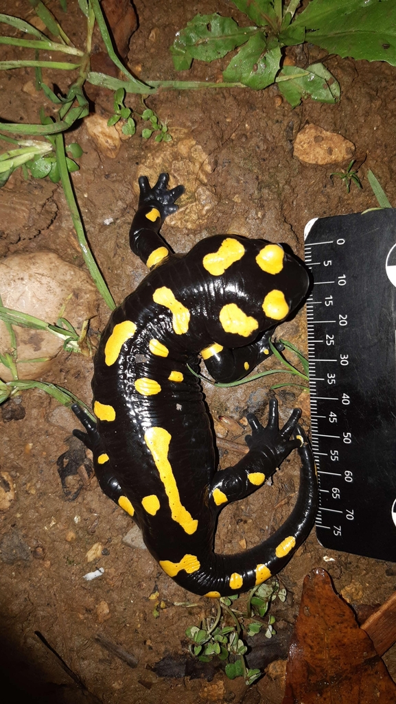 Salamandra infraimmaculata  photographed by רמדאן עיסא 