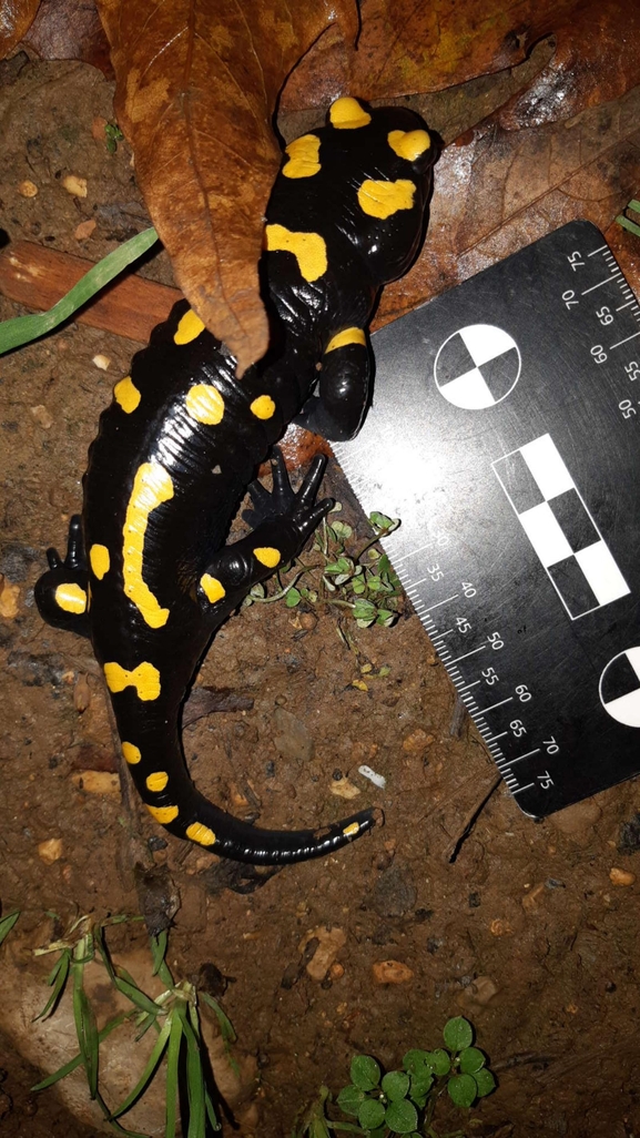 Salamandra infraimmaculata  photographed by רמדאן עיסא 