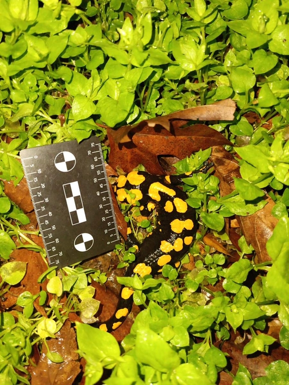 Salamandra infraimmaculata  photographed by רמדאן עיסא 