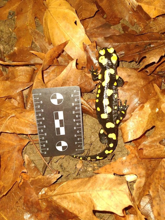 Salamandra infraimmaculata  photographed by רמדאן עיסא 