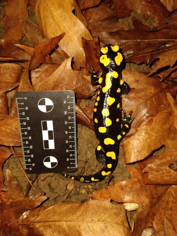 Salamandra infraimmaculata  photographed by רמדאן עיסא 