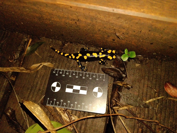 Salamandra infraimmaculata  photographed by רמדאן עיסא 