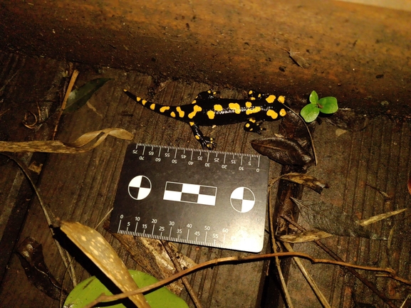 Salamandra infraimmaculata  photographed by רמדאן עיסא 