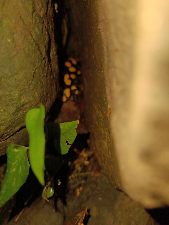 Salamandra infraimmaculata  photographed by רמדאן עיסא 