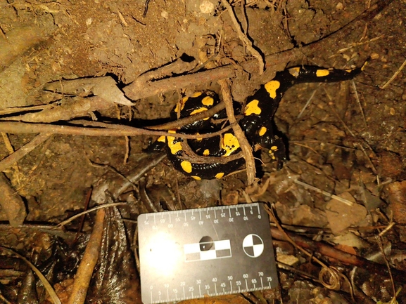 Salamandra infraimmaculata  photographed by רמדאן עיסא 