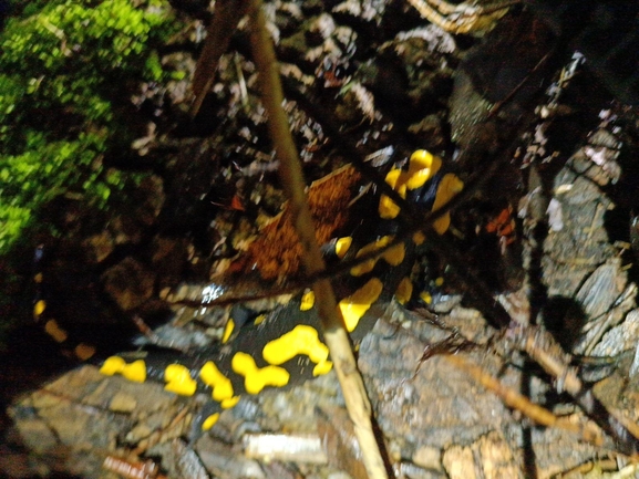 Salamandra infraimmaculata  photographed by רמדאן עיסא 