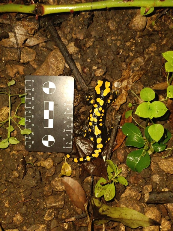 Salamandra infraimmaculata  photographed by רמדאן עיסא 