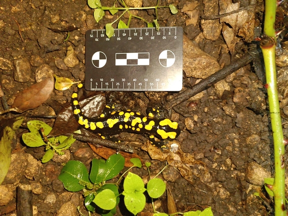 Salamandra infraimmaculata  photographed by רמדאן עיסא 