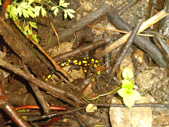 Salamandra infraimmaculata  photographed by רמדאן עיסא 