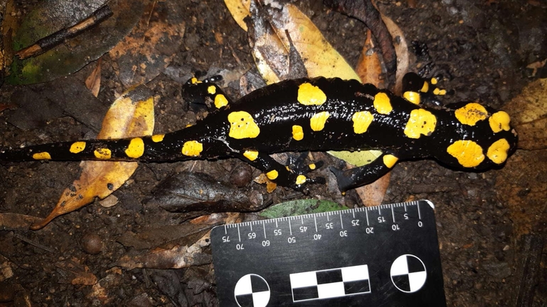 Salamandra infraimmaculata  photographed by רמדאן עיסא 