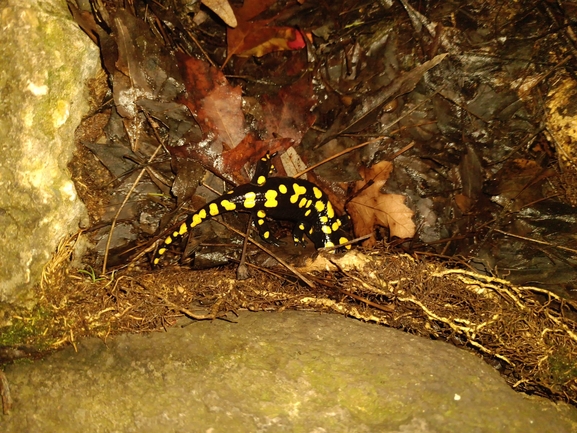 Salamandra infraimmaculata  photographed by רמדאן עיסא 