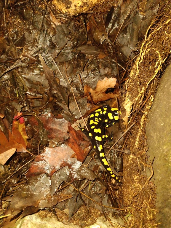 Salamandra infraimmaculata  photographed by רמדאן עיסא 