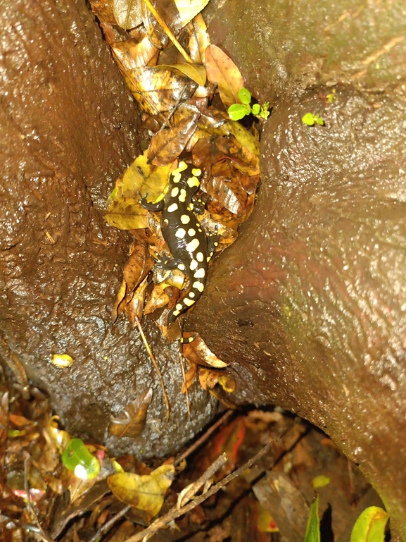 Salamandra infraimmaculata  photographed by רמדאן עיסא 