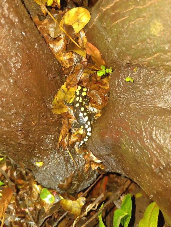 Salamandra infraimmaculata  photographed by רמדאן עיסא 